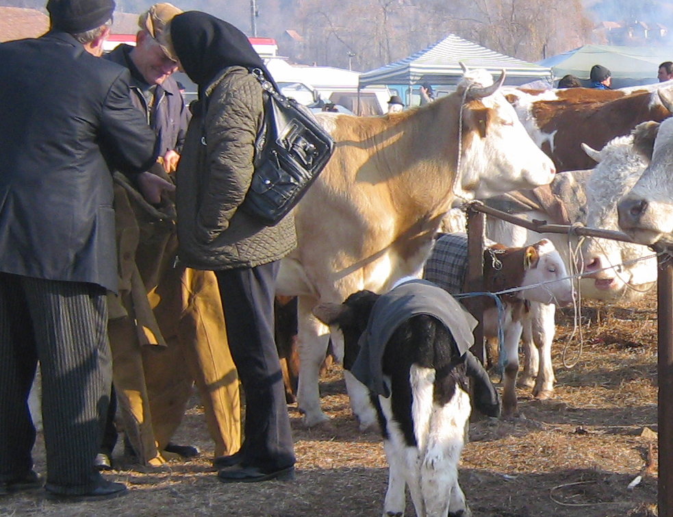 Se redeschid târgurile de animale din judeţ