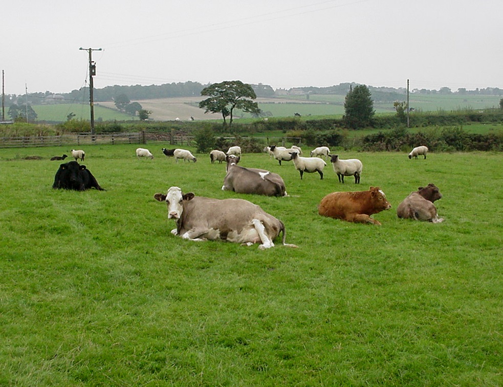 Reglementare: Liber la pășunat pe terenurile agricole