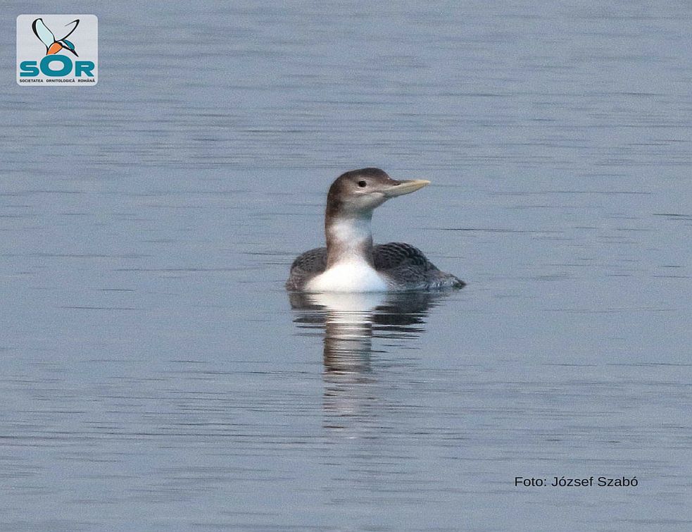 Specie arctică de pasăre descoperită în România – FOTO