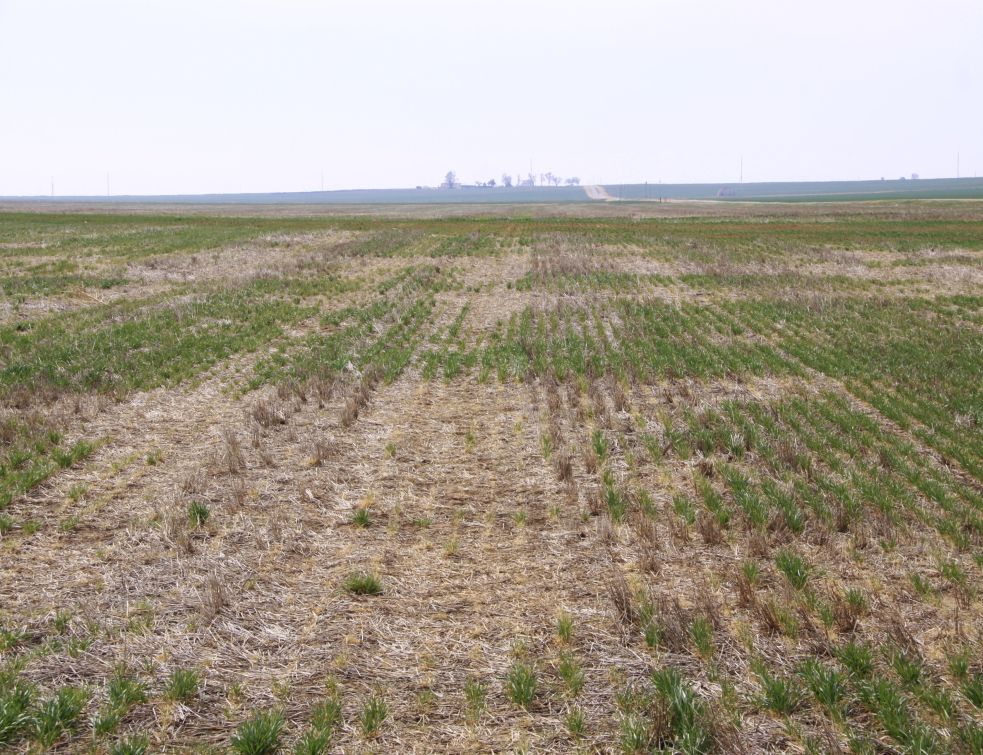 Recolta de grâu ar putea fi compromisă de vremea caldă din ultima perioadă