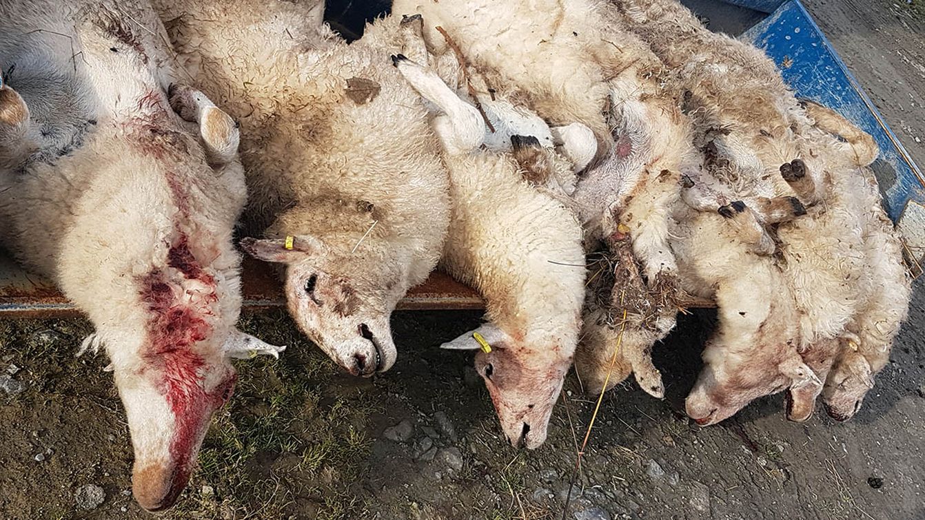 Alertă într-un judeţ vecin cu Maramureşul. Haitele de lupi fac ravagii printre animale