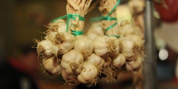 Cea mai profitabilă cultură. Statul de  3.000 euro pentru fiecare hectar cultivat