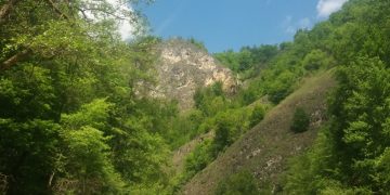 Cheile Lăpușului, zona cu specii arborifere și floră unice  – FOTO