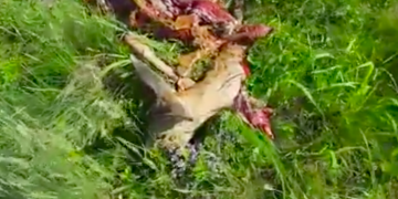 Căprioară sfâșiată de câinii fără stăpâni. Scenele terifiante s-au petrecut în Maramureș – VIDEO