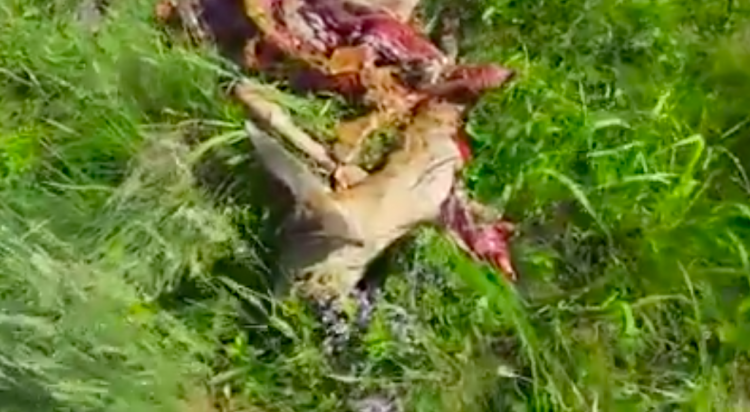 Căprioară sfâșiată de câinii fără stăpâni. Scenele terifiante s-au petrecut în Maramureș – VIDEO