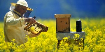 20 mai – Ziua Internațională a Albinei. Ministerele Agriculturii din Statele Membre UE discută viitorul albinelor