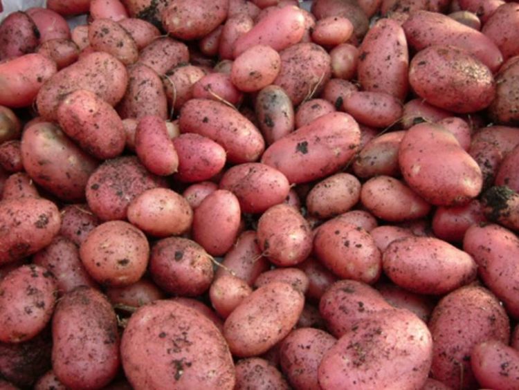 Cartofii, în topul scumpirilor din luna aprilie