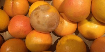 Amenzi de peste un milion de lei, aplicate comercianţilor de legume şi fructe