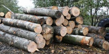 Transport ilegal de material lemnos în valoare de 1.000 de lei, sancţionat de poliţiştii din Băiuţ