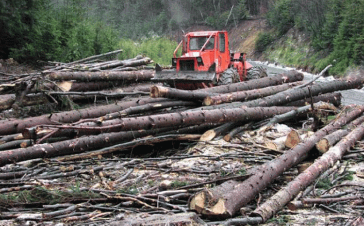 Nereguli la două societăţi de prelucrare a materialului lemnos din Satulung