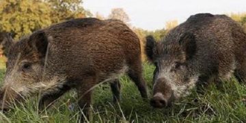 Maramureşenii afectați de pagubele produse de porcii solicită modificarea legii vânătorii și protecției fondului cinegetic