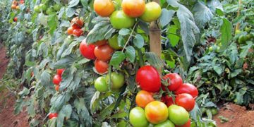 Programul de sprijin pentru cultivarea roşiilor a fost prelungit