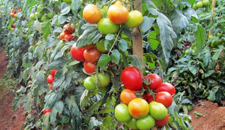 Programul de sprijin pentru cultivarea roşiilor a fost prelungit