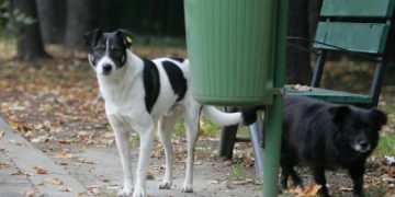 Campanie gratuită de sterilizare pentru animalele de companie din Baia Mare