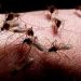 Ţânţarii au năpădit mediul urban. Pot transmite infecţia cu virusul West Nile