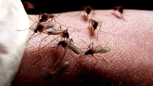 Ţânţarii au năpădit mediul urban. Pot transmite infecţia cu virusul West Nile
