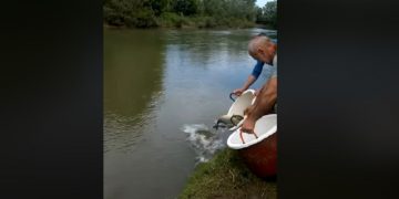Veste bună pentru pescari! Repopulare cu crap pe Lăpuş – VIDEO