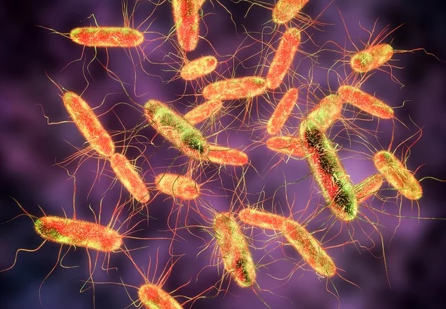 Alertă! Copiii de la o grădiniţă privată din Baia Mare, intoxicaţi cu Salmonella