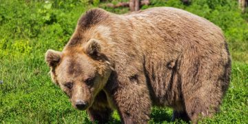 Urșii sperie sătenii. De ce se apropie animalele