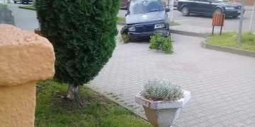 Un tânăr din Vişeu de Sus, beat şi fără permis de conducere, a distrus doi copaci, apoi a „parcat” pe trotuar