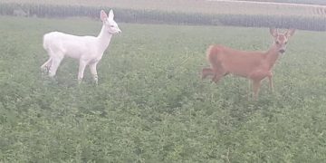 Căprioara albă ca zăpadă face furori pe rețelele de socializare