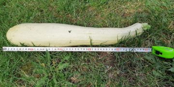 Legume uriașe în grădina unui maramureșean