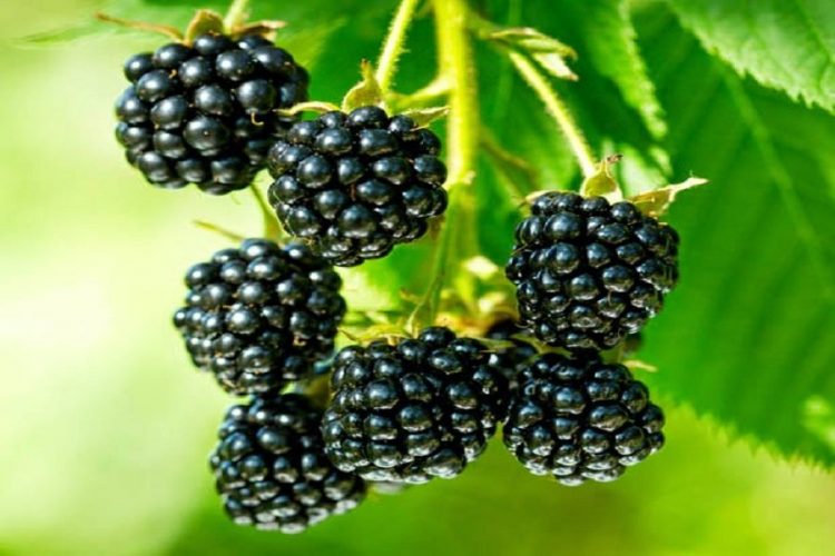 Beneficiile murelor pentru sănătate