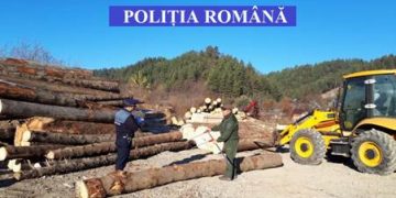 Acţiune de amploare a poliţiştilor maramureşeni pentru prinderea hoţilor de lemne! – foto
