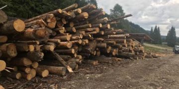 Acţiune de amploare a poliţiştilor maramureşeni pentru prinderea hoţilor de lemne! – foto