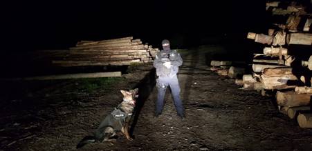 Acţiune de amploare a poliţiştilor maramureşeni pentru prinderea hoţilor de lemne! – foto