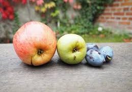 O noua inițiativă de reciclare: un sâmbure aruncat pe câmp va da naștere unui pom