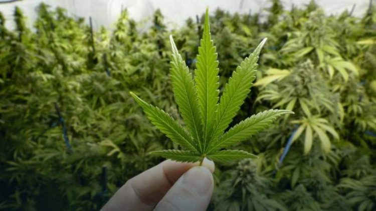 Senatorii vor să reglementeze folosirea canabisului medical