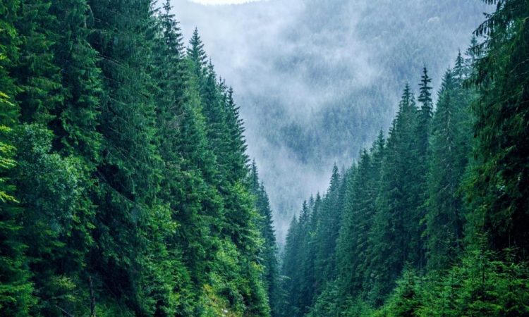 Harta Parcurilor Naționale și Naturale administrate de Romsilva, publicată pe pagina de Internet a Regiei