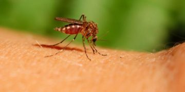 Cinci noi specii de țânțari au apărut în România din cauza încălzirii globale