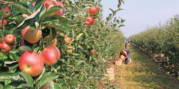 Statul le dă bani maramureșenilor care doresc să se ocupe de pomicultură. Suma disponibilă este de aproape 27 de milioane de euro