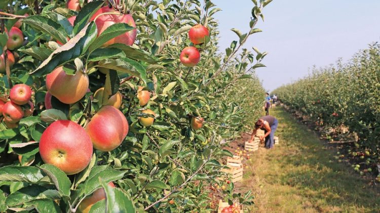 Statul le dă bani maramureșenilor care doresc să se ocupe de pomicultură. Suma disponibilă este de aproape 27 de milioane de euro