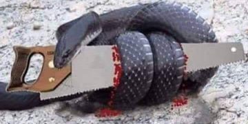 Povestea șarpelui înfometat