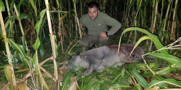 Singurii care rezolvă problema mistreților din Maramureș sunt cei care au creat-o