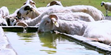 Ordin ANSVSA pentru crescătorii de animale. Se aplică în toate fermele