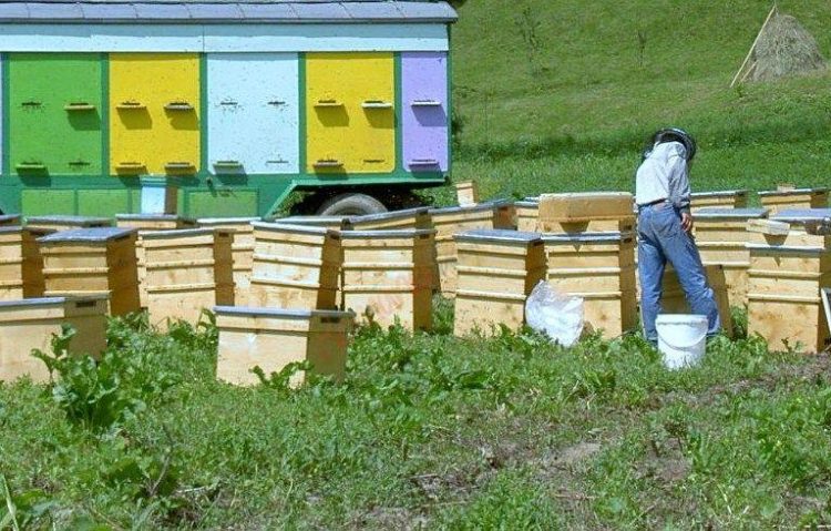 Ediția a XV-a a Festivalului „Stuparilor” va avea loc în Cernești