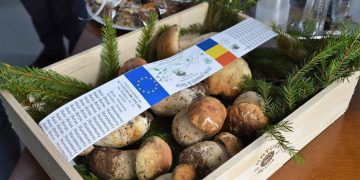 Festivalul hribilor din Borșa a ajuns la a II-a ediție. Ambasadorul Italiei în România în vizită la societatea Natura Betim