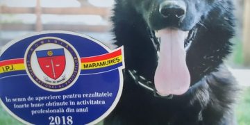 Femeie din Sălsig, „mirosită” de câinele Teba. A sesizat un furt din casa fiului ei, dar de fapt ea intrase pe geam