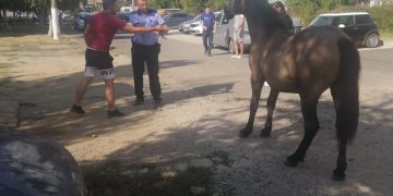 Operațiunea „Calul” în zona Dragoș Vodă a orașului – FOTO și VIDEO