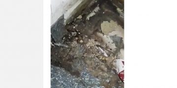 Imagini șocante filmate într-un mall din Cluj. Colonii de gândaci în zona restaurantelor – foto, video
