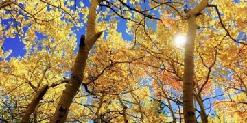 Prognoza meteo pentru următoarele două săptămâni