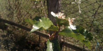 Fenomen neobișnuit în Ungureni: cireși înfloriți în mijlocul toamnei!