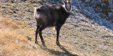 Campanie pentru protejarea caprelor negre: 609 exemplare vor fi împușcate