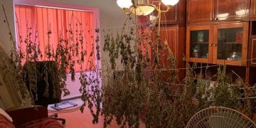 Culturi de cannabis, descoperite în Maramureş.  Patru bărbaţi au fost reținuți – foto, video