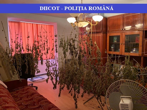Culturi de cannabis, descoperite în Maramureş. Patru bărbaţi au fost reținuți – foto, video