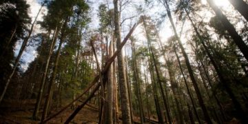 ALARMANT: Un pădurar a fost împuşcat de hoţii de lemne din Maramureş